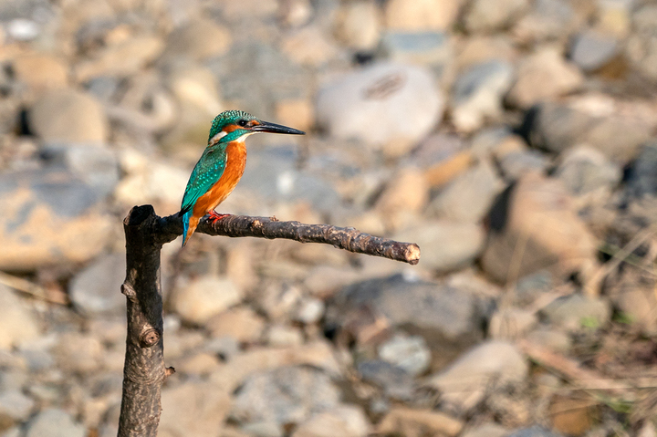 blog_pic01104.jpg