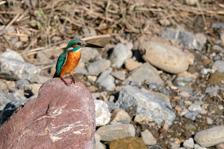 blog_pic01105.jpg