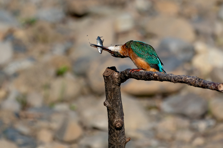 blog_pic01152.jpg