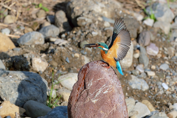 blog_pic01174.jpg