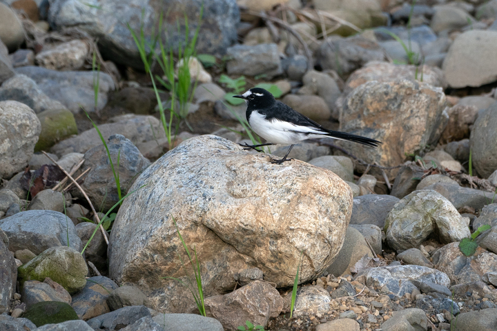 blog_pic01181.jpg