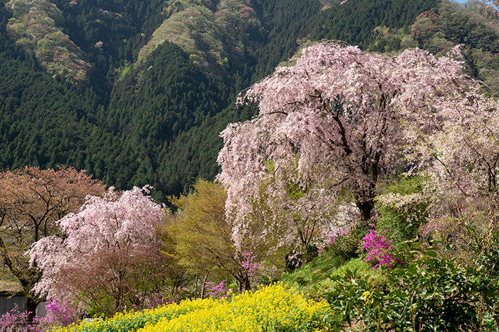 blog_pic00486.jpg