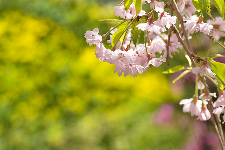 blog_pic00487.jpg