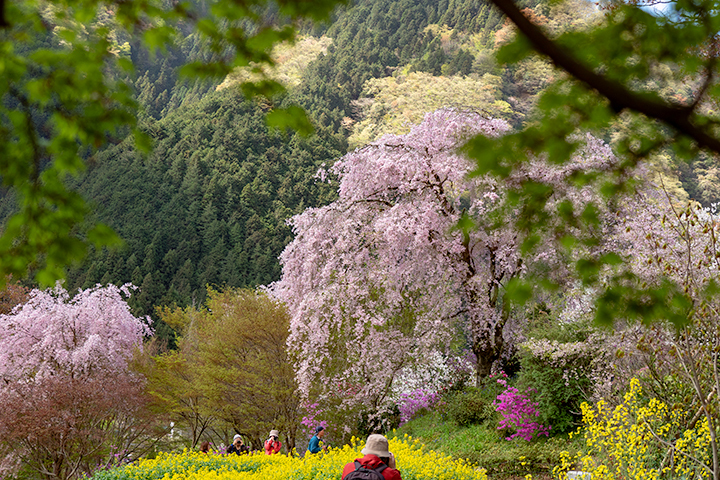 blog_pic00488.jpg