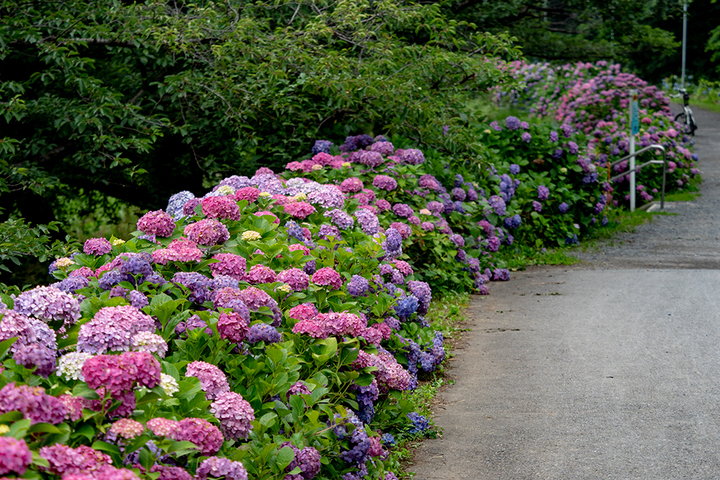 blog_pic00702.jpg