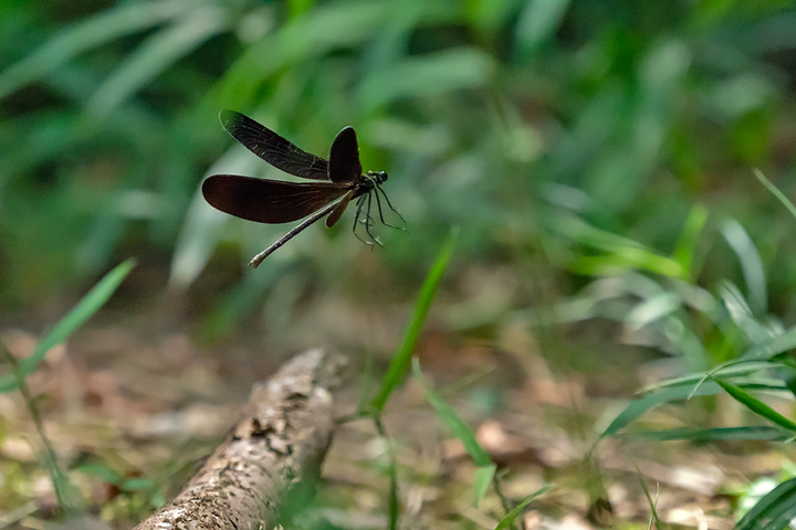 blog_pic00851.jpg
