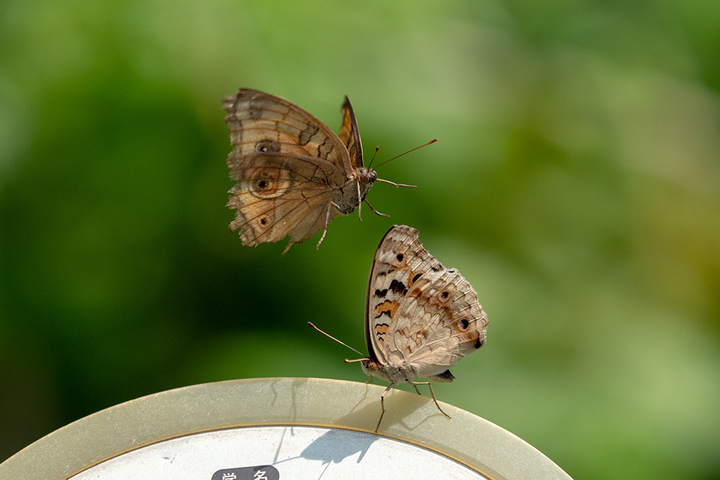 blog_pic00916.jpg