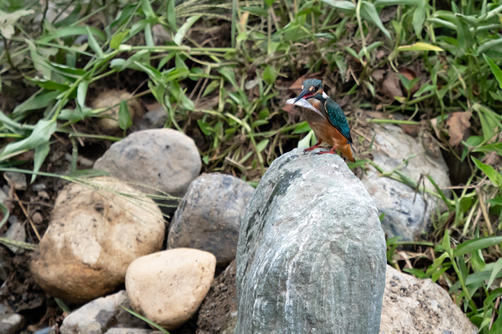 blog_pic00956.jpg