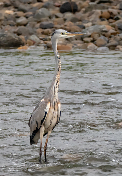 blog_pic00966.jpg