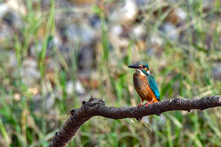 blog_pic00979.jpg