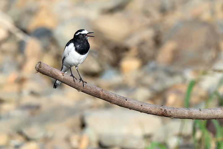 blog_pic00981.jpg