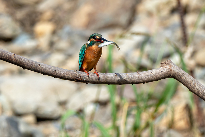 blog_pic00983.jpg
