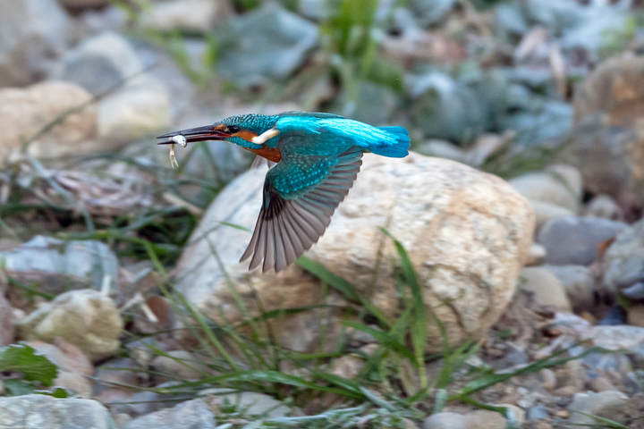 blog_pic01559.jpg