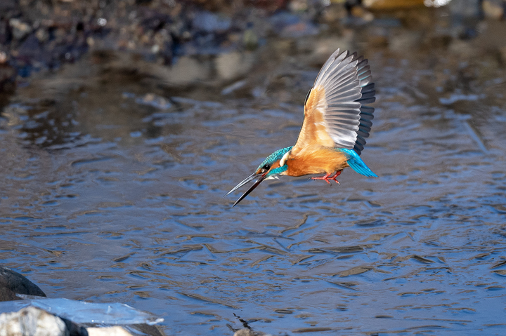 blog_pic01595.jpg