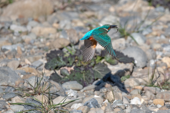 blog_pic01601.jpg