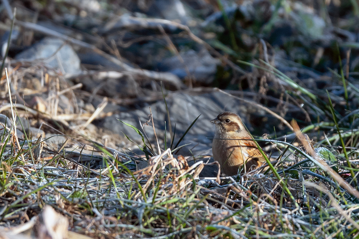 blog_pic01611.jpg