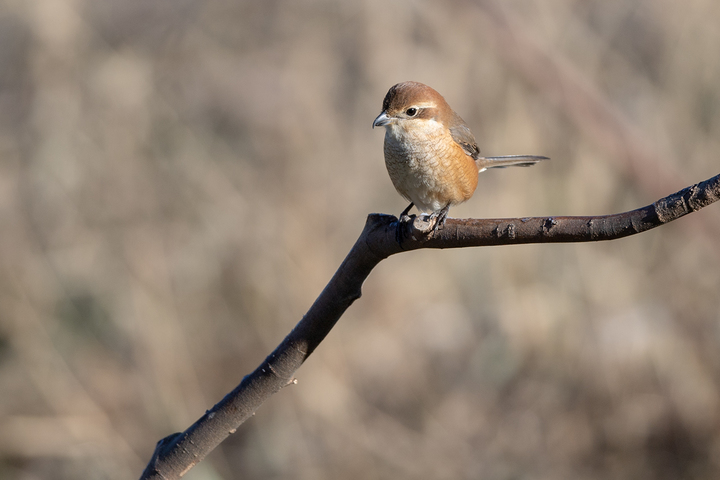 blog_pic01615.jpg