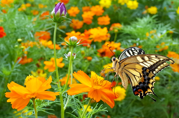 blog_pic12610.jpg