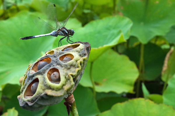blog_pic12617.jpg