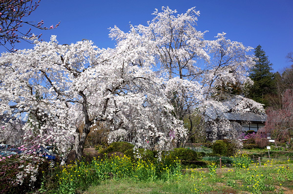 blog_pic13274.jpg