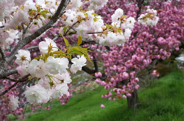blog_pic13323.jpg