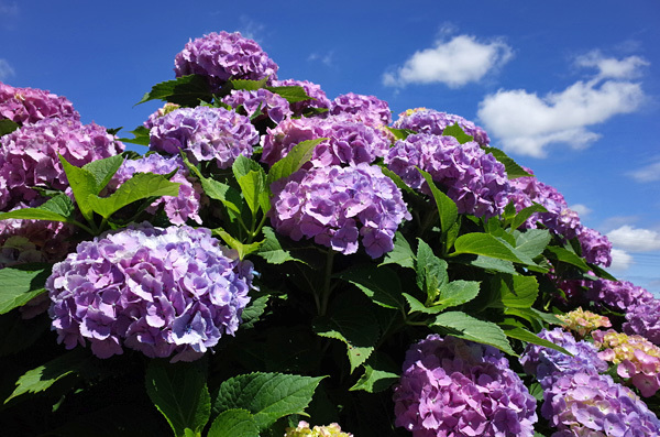 blog_pic13445.jpg