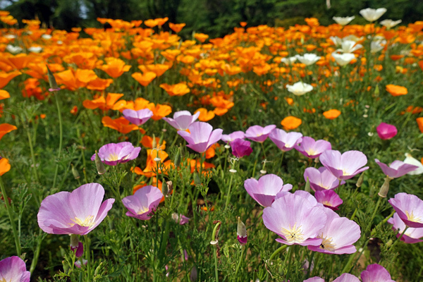 blog_pic136599.jpg