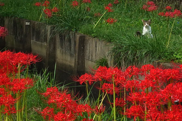 blog_pic13675821.jpg