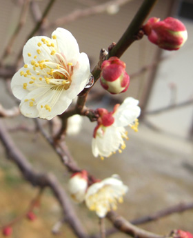 blog_pic2592.JPG