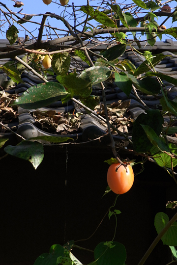 blog_pic5033.jpg