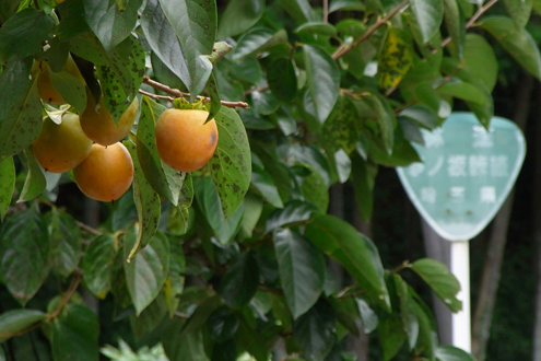 blog_pic5062.jpg