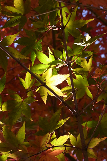 blog_pic5290.JPG