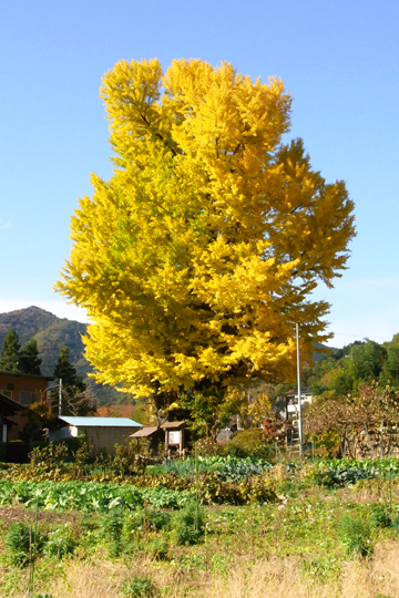 blog_pic5295.JPG