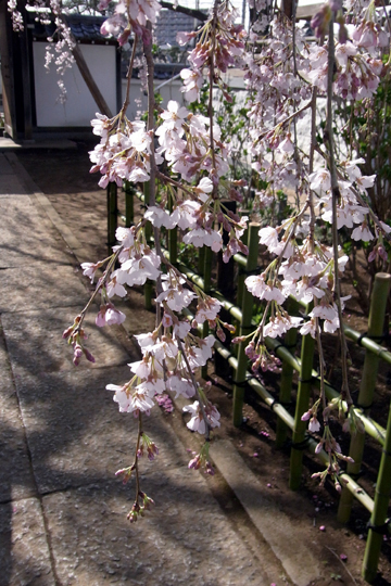 blog_pic5729.JPG
