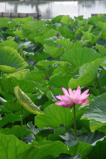 blog_pic6138.jpg