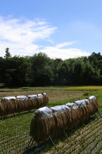 blog_pic6479.jpg
