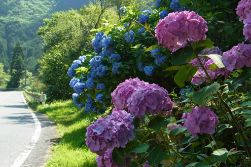 blog_pic7486.jpg