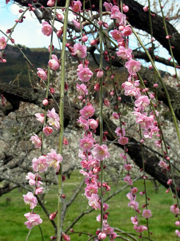 blog_pic8321.jpg