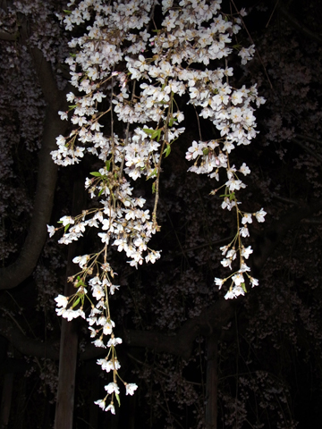 blog_pic8351.JPG