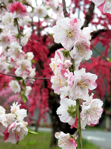 blog_pic8378.JPG
