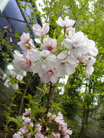 blog_pic8382.JPG