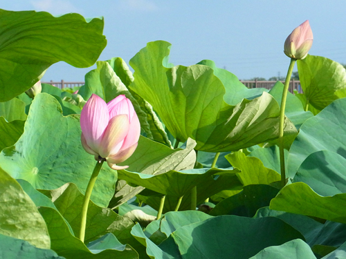 blog_pic8631.JPG